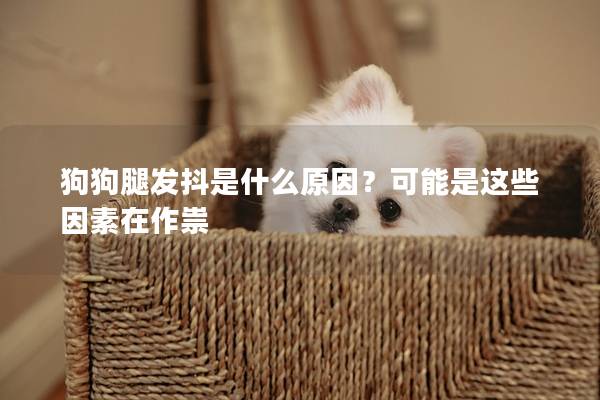 狗狗腿發抖是什么原因?可能是這些因素在作祟 狗狗腿發抖是什么原因?可能是這些因素在作祟
