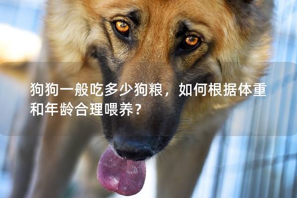 狗狗一般吃多少狗糧，如何根據體重和年齡合理喂養？