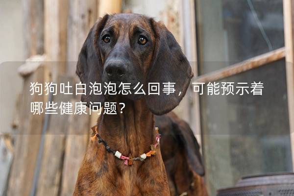 狗狗吐白泡泡怎么回事，可能預示著哪些健康問題？