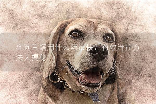 狗狗耳螨用什么藥最快？有效治療方法大揭秘
