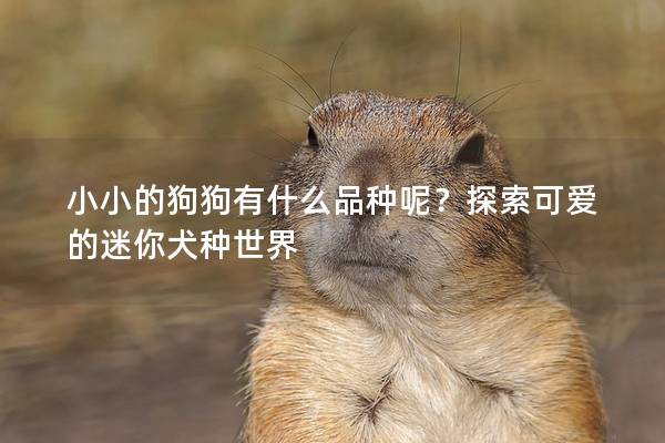 小小的狗狗有什么品種呢？探索可愛(ài)的迷你犬種世界