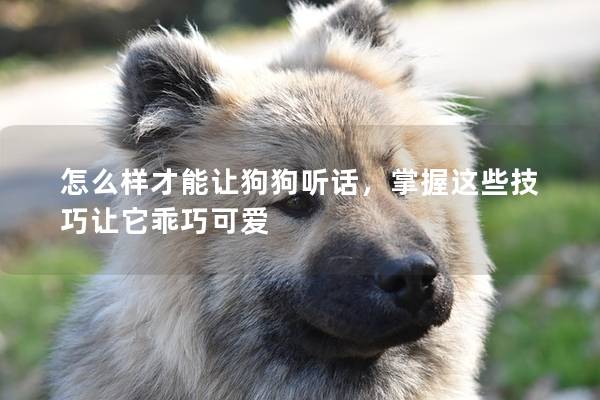 怎么樣才能讓狗狗聽話，掌握這些技巧讓它乖巧可愛