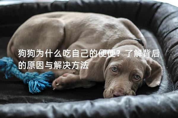 狗狗為什么吃自己的便便？了解背后的原因與解決方法