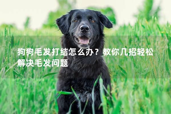 狗狗毛發打結怎么辦？教你幾招輕松解決毛發問題