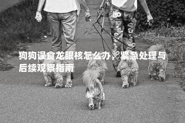 狗狗誤食龍眼核怎么辦，緊急處理與后續觀察指南