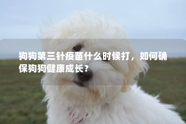 狗狗第三針疫苗什么時候打，如何確保狗狗健康成長？
