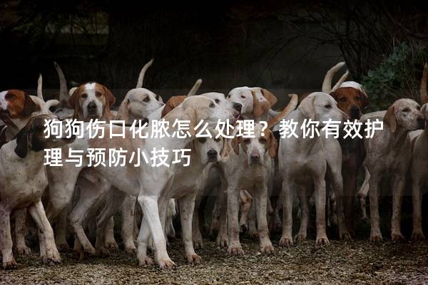 狗狗傷口化膿怎么處理？教你有效護(hù)理與預(yù)防小技巧