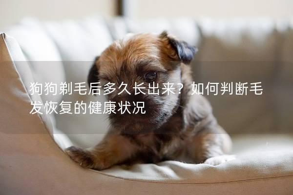狗狗剃毛后多久長出來？如何判斷毛發恢復的健康狀況