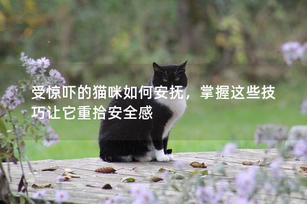 受驚嚇的貓咪如何安撫,掌握這些技巧讓它重拾安全感 受驚嚇的貓咪如何安撫,掌握這些技巧讓它重拾安全感