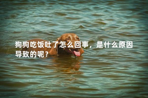 狗狗吃飯吐了怎么回事,是什么原因導致的呢? 狗狗吃飯吐了怎么回事,是什么原因導致的呢?
