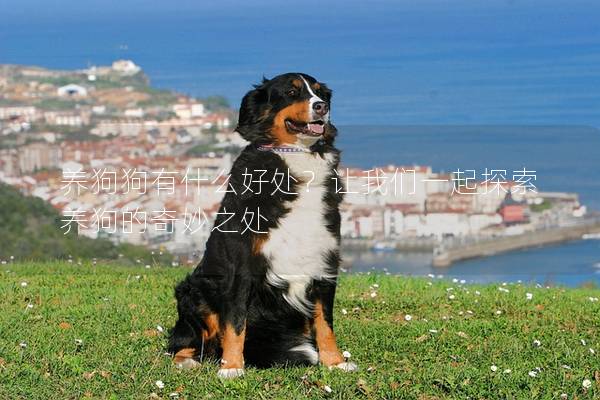 養(yǎng)狗狗有什么好處？讓我們一起探索養(yǎng)狗的奇妙之處