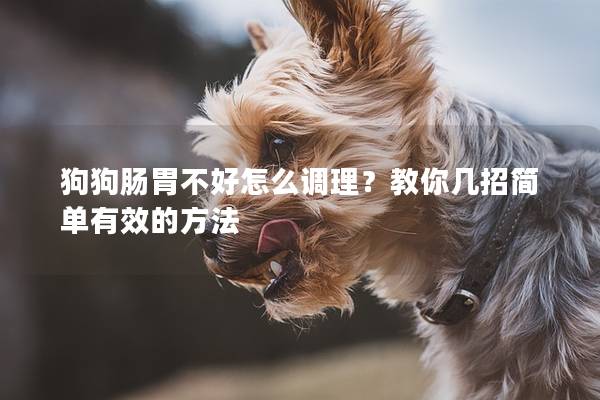 狗狗腸胃不好怎么調理？教你幾招簡單有效的方法