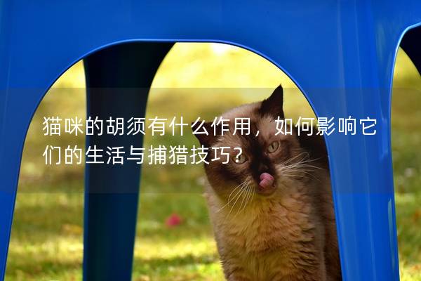 貓咪的胡須有什么作用，如何影響它們的生活與捕獵技巧？