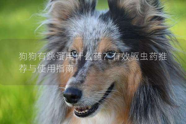 狗狗有跳蚤用什么藥？有效驅蟲藥推薦與使用指南