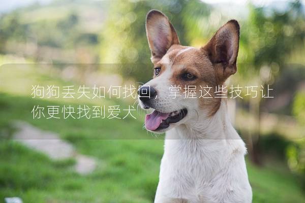 狗狗丟失如何找回,掌握這些技巧讓你更快找到愛犬 狗狗丟失如何找回,掌握這些技巧讓你更快找到愛犬