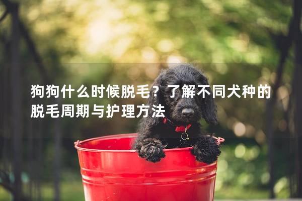 狗狗什么時候脫毛？了解不同犬種的脫毛周期與護(hù)理方法