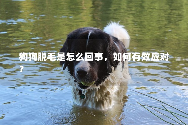 狗狗脫毛是怎么回事，如何有效應對？