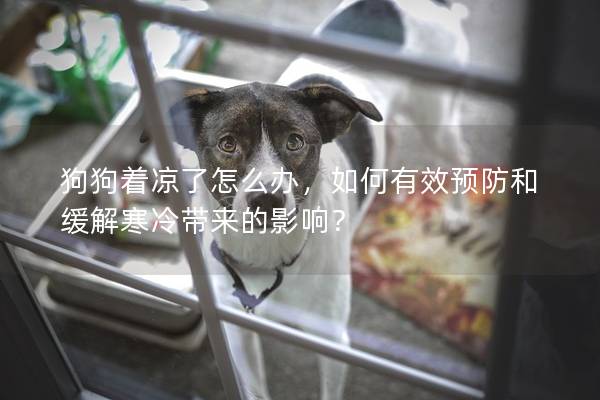 狗狗著涼了怎么辦，如何有效預防和緩解寒冷帶來的影響？