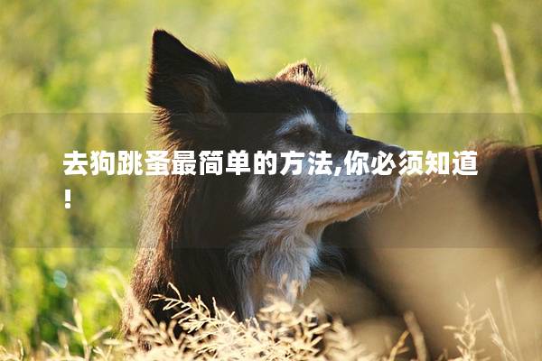 去狗跳蚤最簡單的方法,你必須知道!