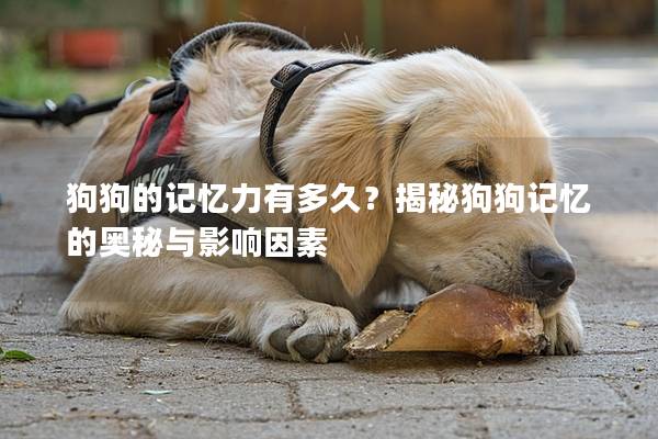 狗狗的記憶力有多久？揭秘狗狗記憶的奧秘與影響因素