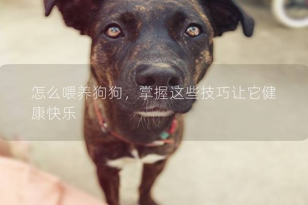 怎么喂養(yǎng)狗狗，掌握這些技巧讓它健康快樂