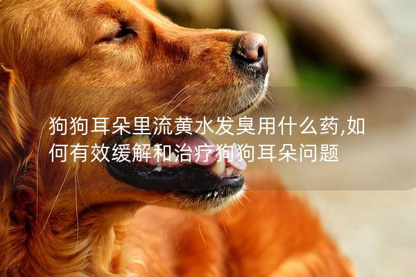 狗狗耳朵里流黃水發(fā)臭用什么藥,如何有效緩解和治療狗狗耳朵問題