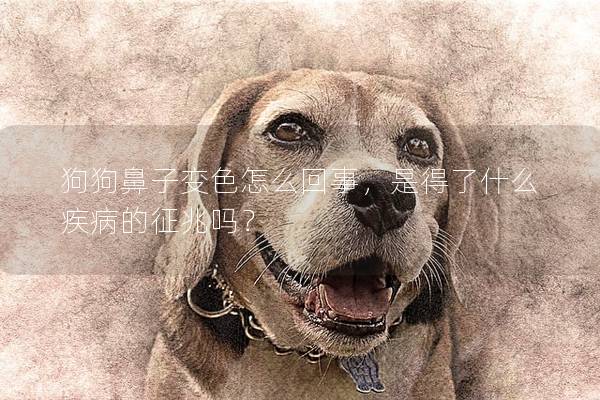 狗狗鼻子變色怎么回事，是得了什么疾病的征兆嗎？