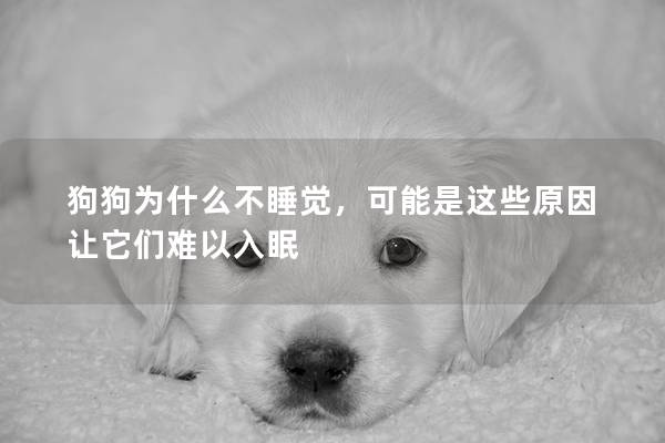 狗狗為什么不睡覺，可能是這些原因讓它們難以入眠