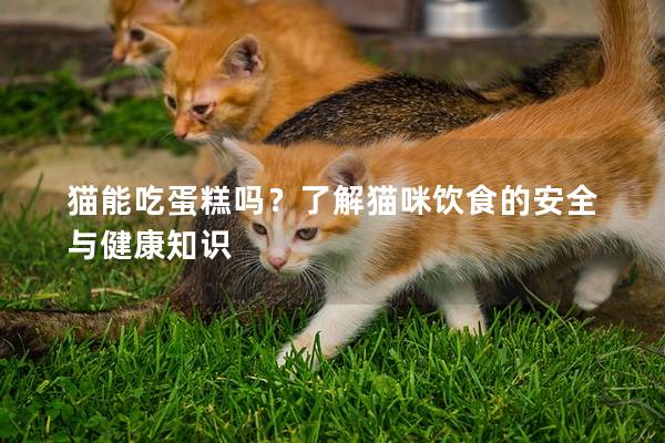 貓能吃蛋糕嗎？了解貓咪飲食的安全與健康知識