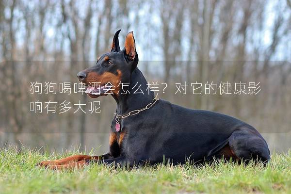 狗狗喝啤酒會怎么樣？對它的健康影響有多大呢