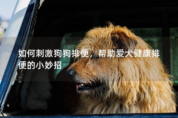 如何刺激狗狗排便，幫助愛犬健康排便的小妙招