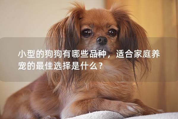 小型的狗狗有哪些品種，適合家庭養寵的最佳選擇是什么？