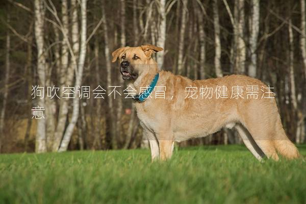 狗吹空調(diào)會(huì)不會(huì)感冒,寵物健康需注意 狗吹空調(diào)會(huì)不會(huì)感冒,寵物健康需注意