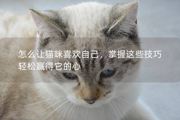 怎么讓貓咪喜歡自己，掌握這些技巧輕松贏得它的心