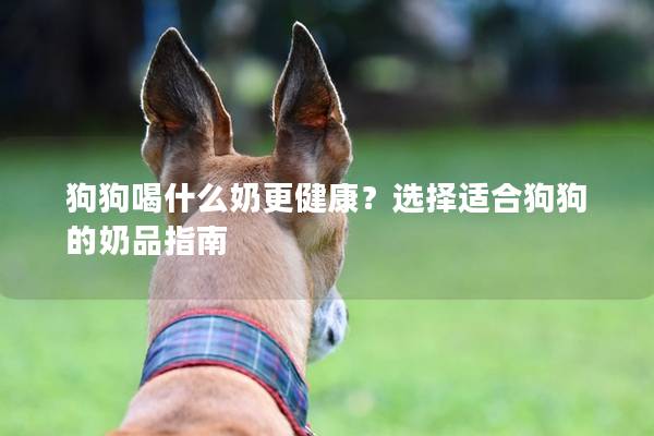狗狗喝什么奶更健康？選擇適合狗狗的奶品指南
