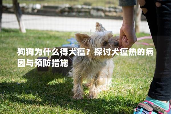 狗狗為什么得犬瘟？探討犬瘟熱的病因與預防措施