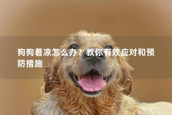 狗狗著涼怎么辦？教你有效應對和預防措施