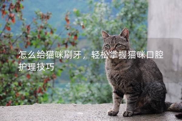 怎么給貓咪刷牙，輕松掌握貓咪口腔護理技巧