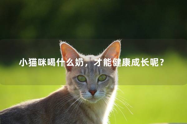 小貓咪喝什么奶，才能健康成長呢？