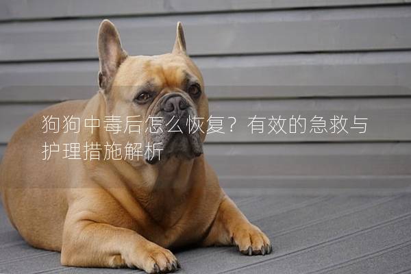 狗狗中毒后怎么恢復？有效的急救與護理措施解析