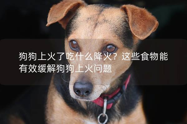 狗狗上火了吃什么降火？這些食物能有效緩解狗狗上火問題