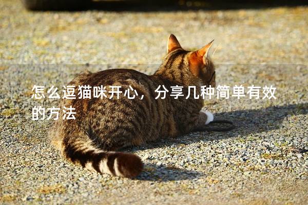 怎么逗貓咪開心，分享幾種簡單有效的方法