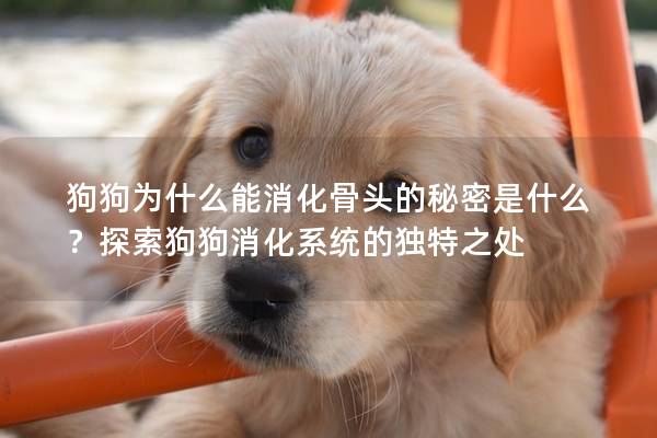 狗狗為什么能消化骨頭的秘密是什么？探索狗狗消化系統的獨特之處