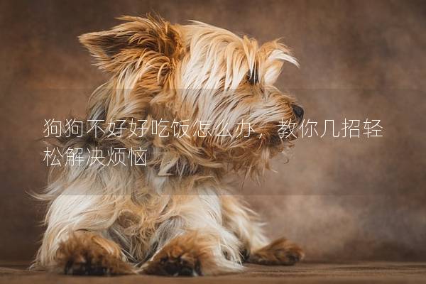狗狗不好好吃飯怎么辦，教你幾招輕松解決煩惱