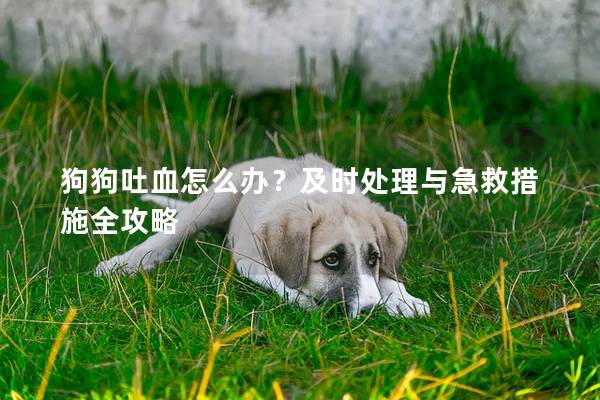 狗狗吐血怎么辦？及時(shí)處理與急救措施全攻略