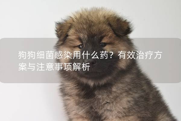 狗狗細菌感染用什么藥?有效治療方案與注意事項解析 狗狗細菌感染用什么藥?有效治療方案與注意事項解析