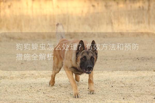 狗狗蜱蟲怎么處理？有效方法和預防措施全解析