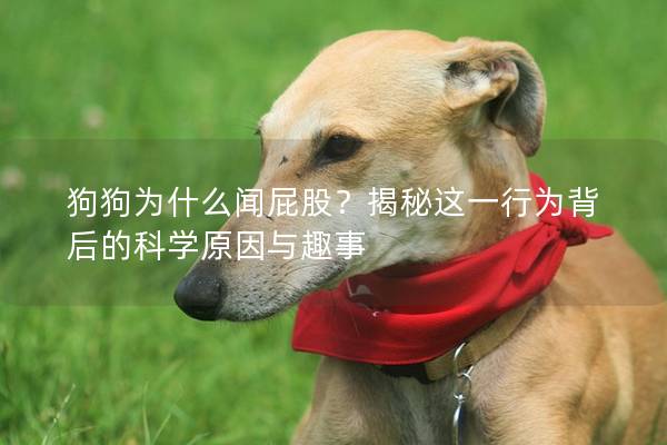 狗狗為什么聞屁股?揭秘這一行為背后的科學原因與趣事 狗狗為什么聞屁股?揭秘這一行為背后的科學原因與趣事