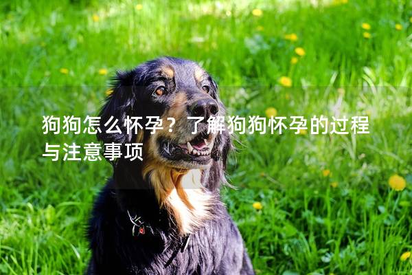 狗狗怎么懷孕？了解狗狗懷孕的過程與注意事項