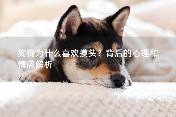 狗狗為什么喜歡摸頭？背后的心理和情感解析